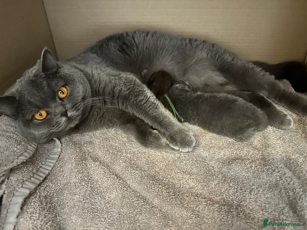 British Longhair cats for sale: Beautiful British Blue Longhair Kitten - Image 10