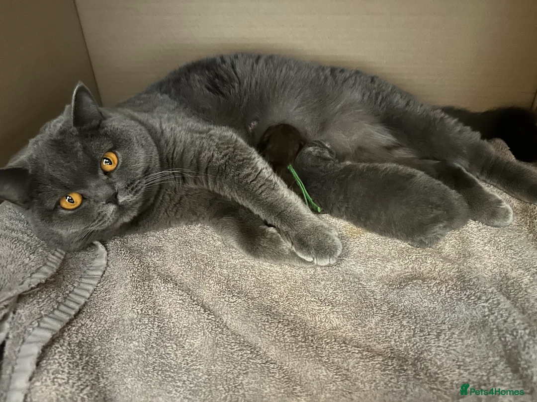 British Longhair cats for sale: Beautiful British Blue Longhair Girl  - Advert 15