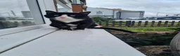 Domestic Shorthair cats for adoption: Gorgeous boy looking for loving forever home - Advert 4