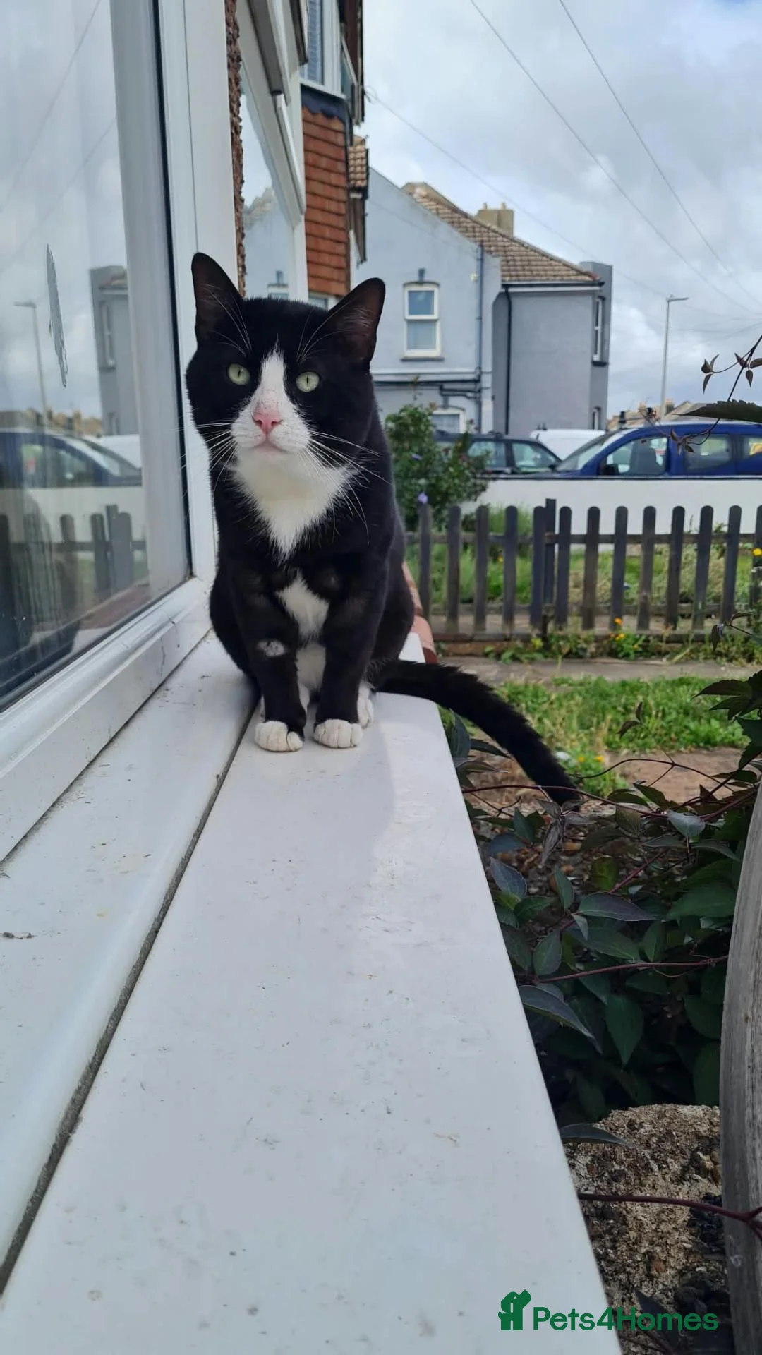 Domestic Shorthair cats for adoption: Gorgeous boy looking for loving forever home - Advert 4
