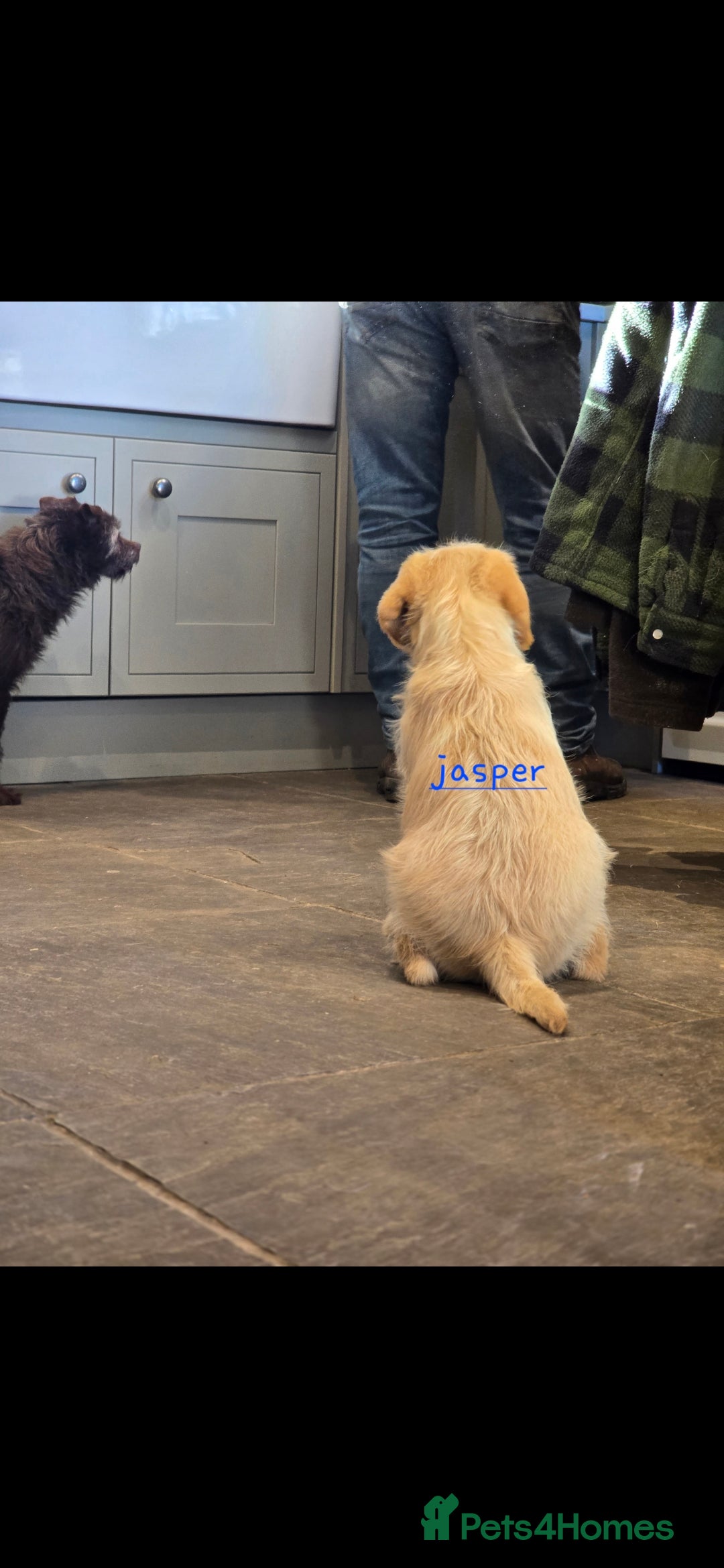 Labradoodle dogs for sale: F1 MINI LABRADOODLES ready to leave 3rd dec  - Advert 6