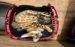 Bengal cats for sale: Beatiful bengal kittens.  - Image 7
