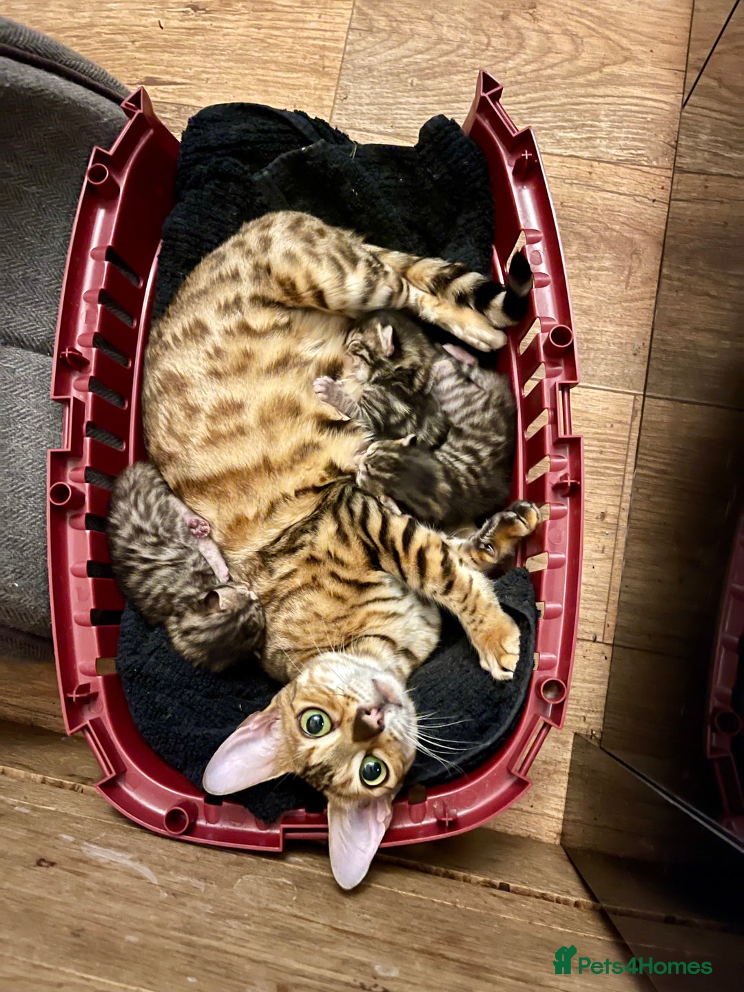 Bengal cats for sale: Beatiful bengal kittens.  - Image 7