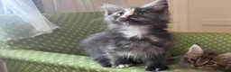 Maine Coon cats for sale: Maine Coon active kittens - Advert 11