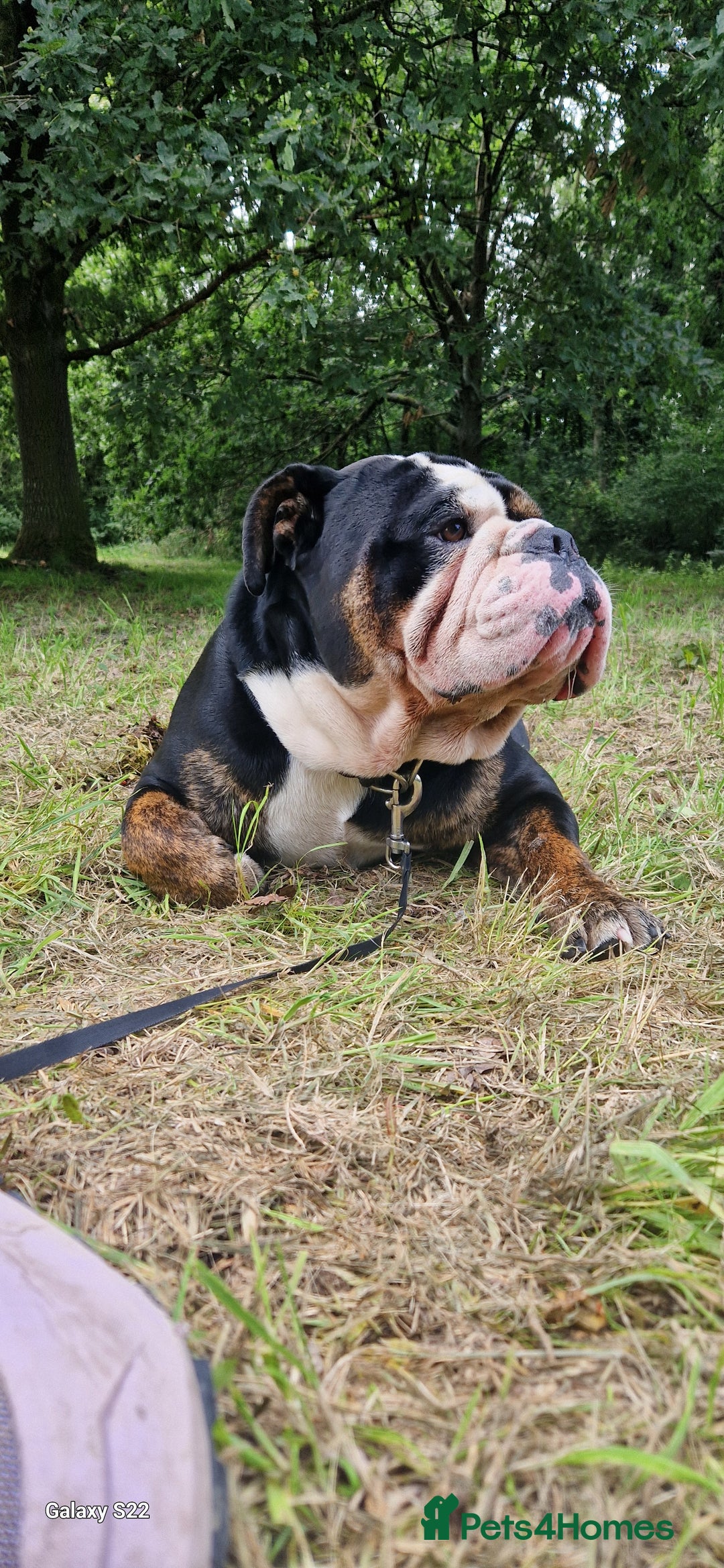 Olde English Bulldogge dogs for stud: Vinnie the olde english bulldogge - Advert 8