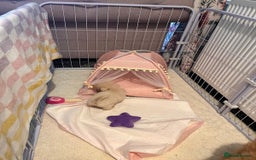 Maltipoo dogs for sale: Tea cup/ pocket puppy Maltipoo girl 🩷 - Image 7