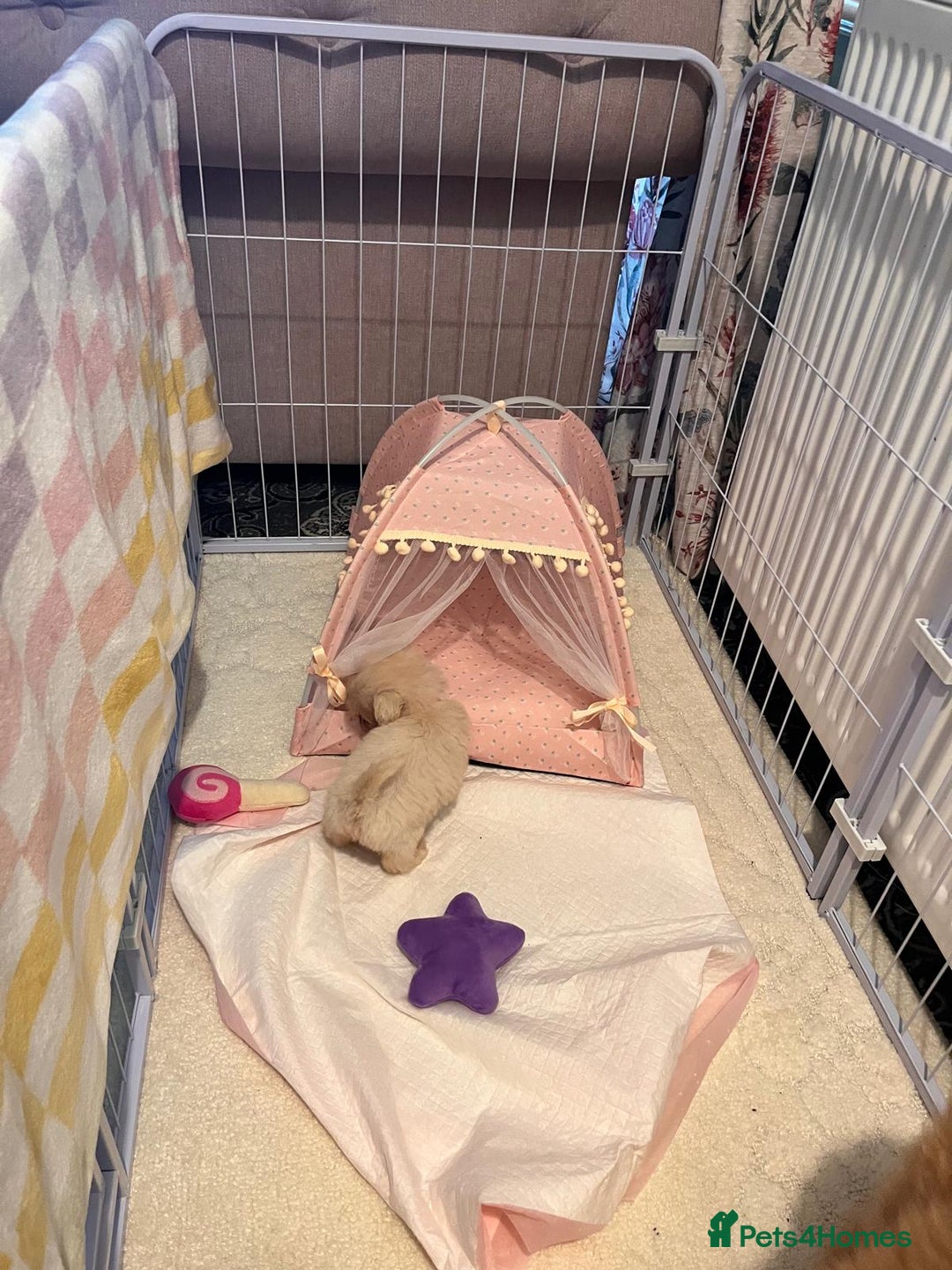 Maltipoo dogs for sale: Tea cup/ pocket puppy Maltipoo girl 🩷 - Image 7