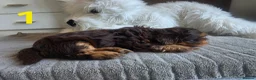 Shih Tzu dogs for sale: Imperial shih tzu puppies  in Walsall - Advert 17