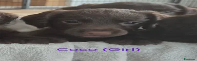 Sprocker 7 Coco