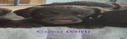 Sprocker dogs for sale: Working Sprocker Chocolate Puppies for sale - Advert 9