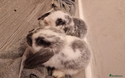 Mini Lop rabbits for sale: 3 Beautiful purebred minilops 2 girls 1 boy - Image 4