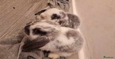 Mini Lop rabbits - Advert 14