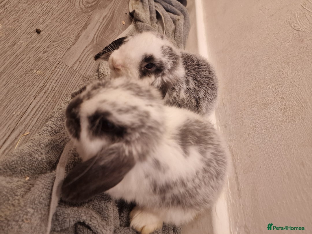 Mini Lop rabbits for sale: 3 Beautiful purebred minilops 2 girls 1 boy - Image 4