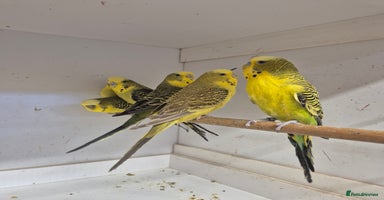 Budgerigars birds in Bracknell - Advert 5