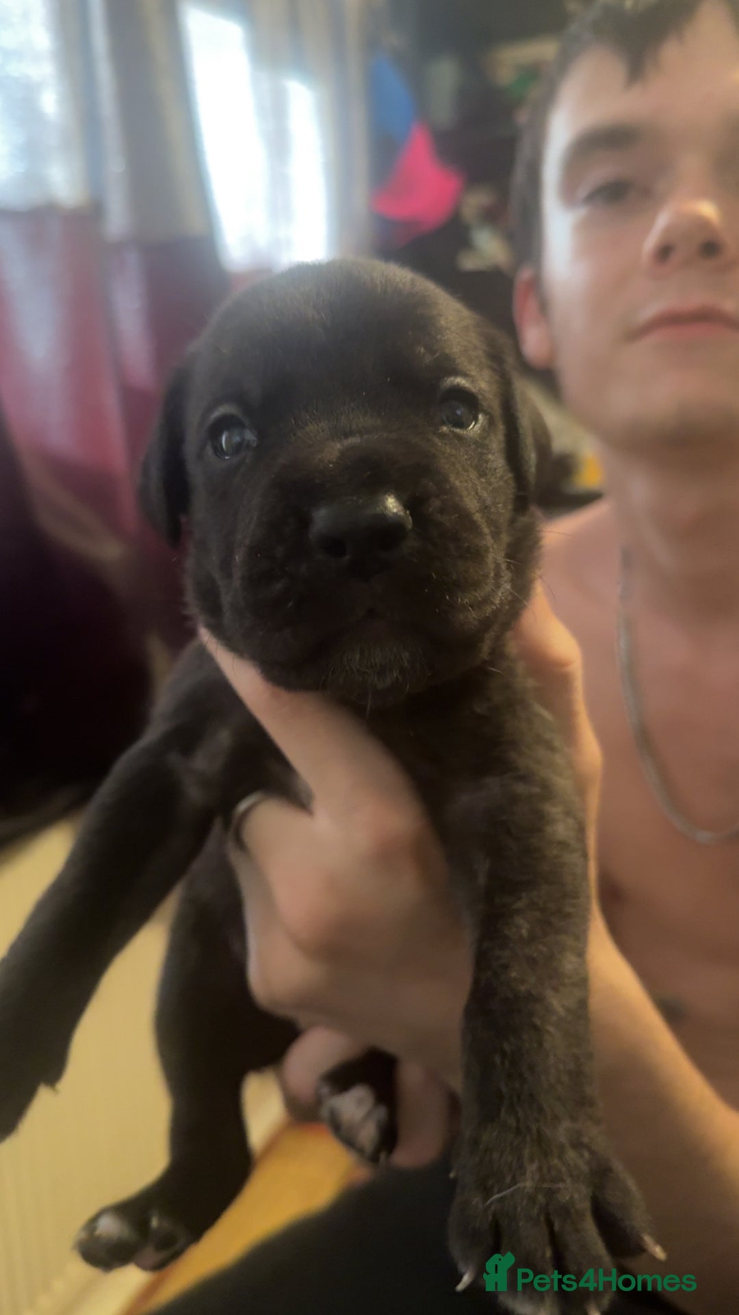 Cane Corso dogs for sale: Puppies - Image 4