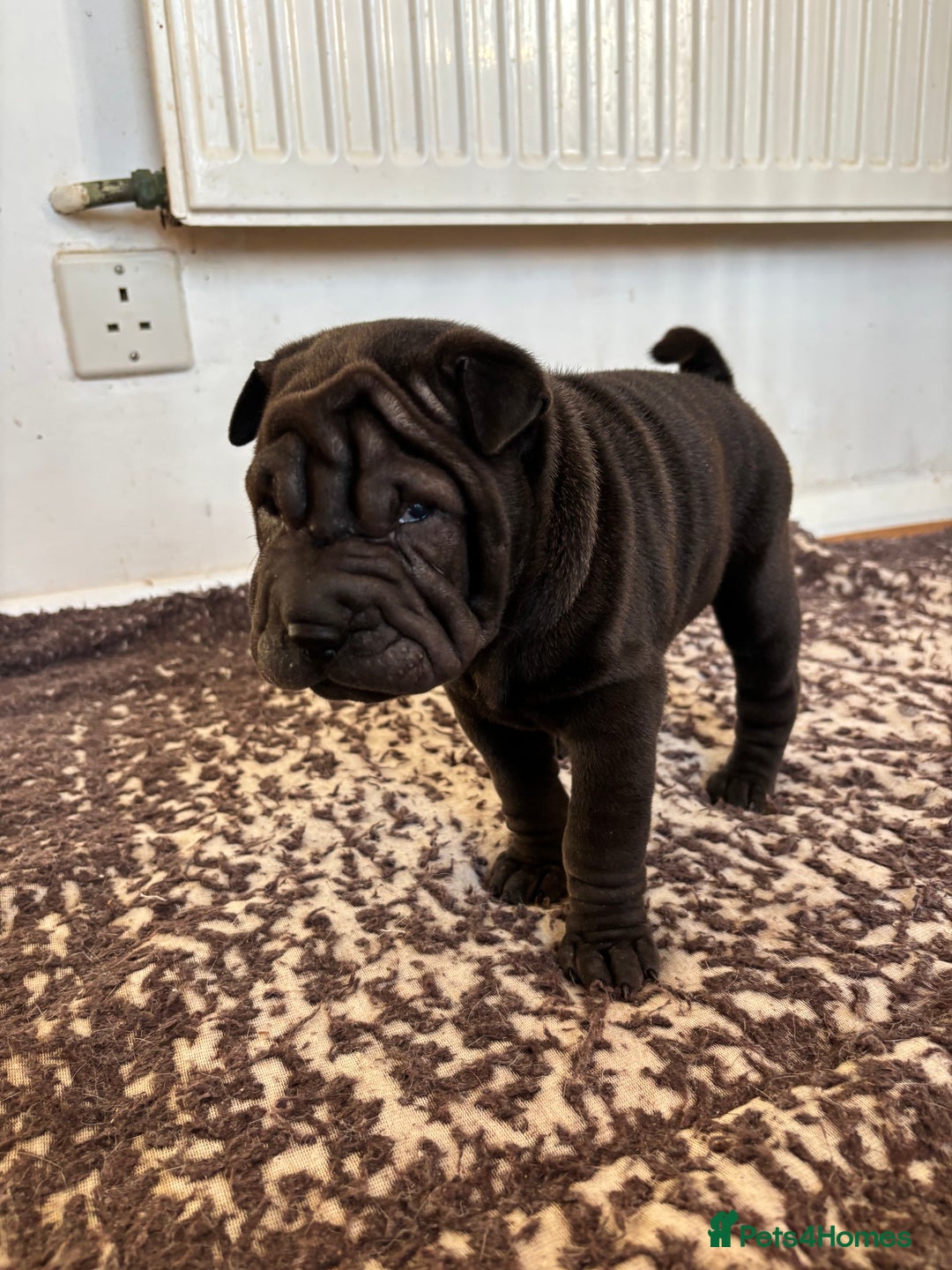 Shar Pei dogs for sale: Healthy Shar Pei puppies - Advert 15