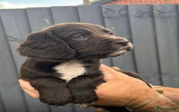 Sprocker dogs for sale: Sprocker spaniel puppies - Image 1