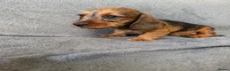 Miniature Dachshund dogs for sale: Beautiful wire miniature dachshund puppies 4 sale - Advert 33