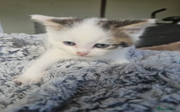 Mixed Breed cats for sale:  🐾 Adorable Kittens Ready for Loving Homes 🐾 - Image 22