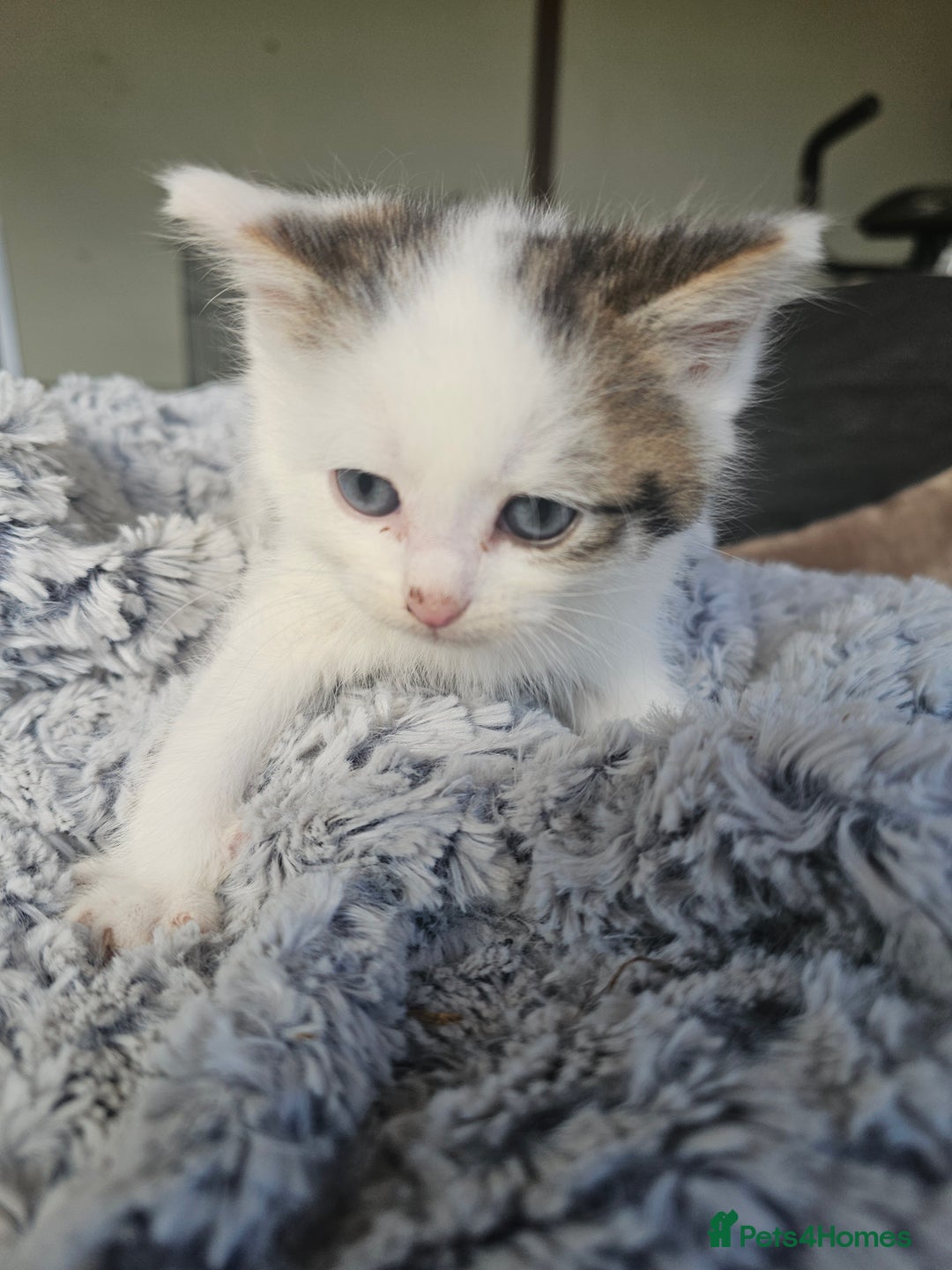 Mixed Breed cats for sale:  🐾 Adorable Kittens Ready for Loving Homes 🐾 - Image 22
