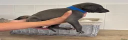 Whippet dogs for sale: Whippet puppies  - Advert 13