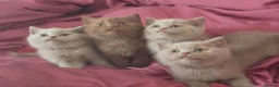 British Shorthair cats for sale: 🐾TICA REG BEAUTIFUL BSH 🐾   - Advert 25