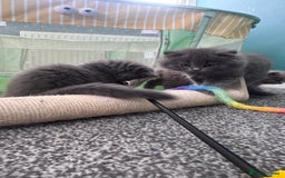 British Longhair cats for sale: British longhair ready for home in Watford - Image 13