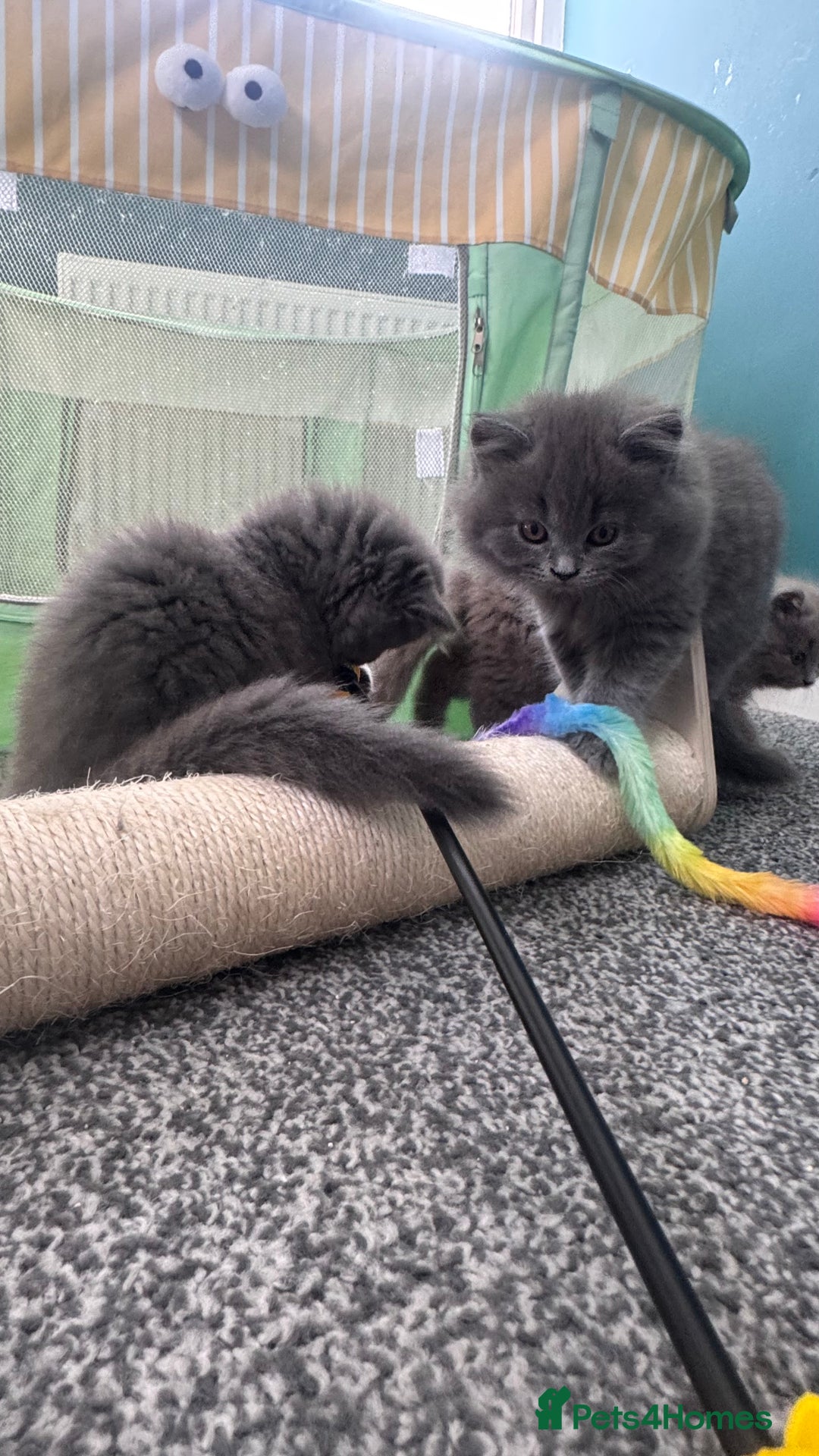 British Longhair cats for sale: British longhair ready for home in Watford - Image 13