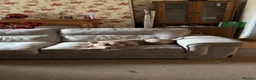 American Bully dogs for sale: Pocket bully  - Advert 6