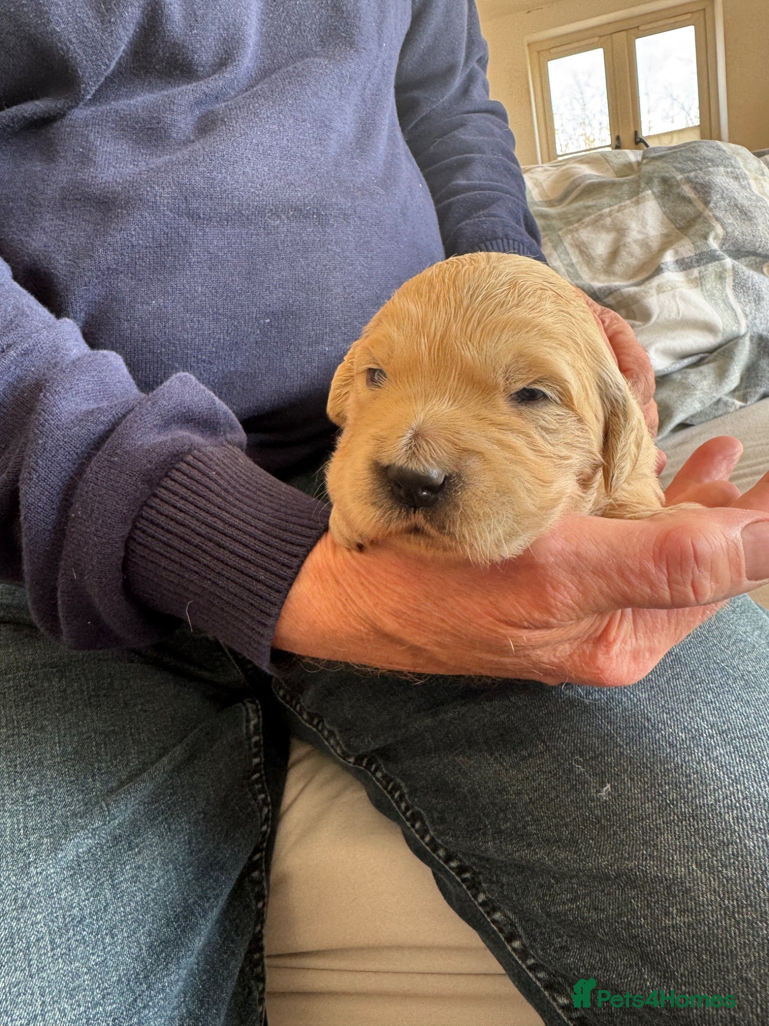 Golden Retriever dogs Beautiful, KC registered  Golden Retriever puppies - Advert 2