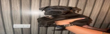Cane Corso 5