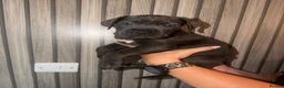 Cane Corso dogs for sale: Cane corso puppies  - Advert 23