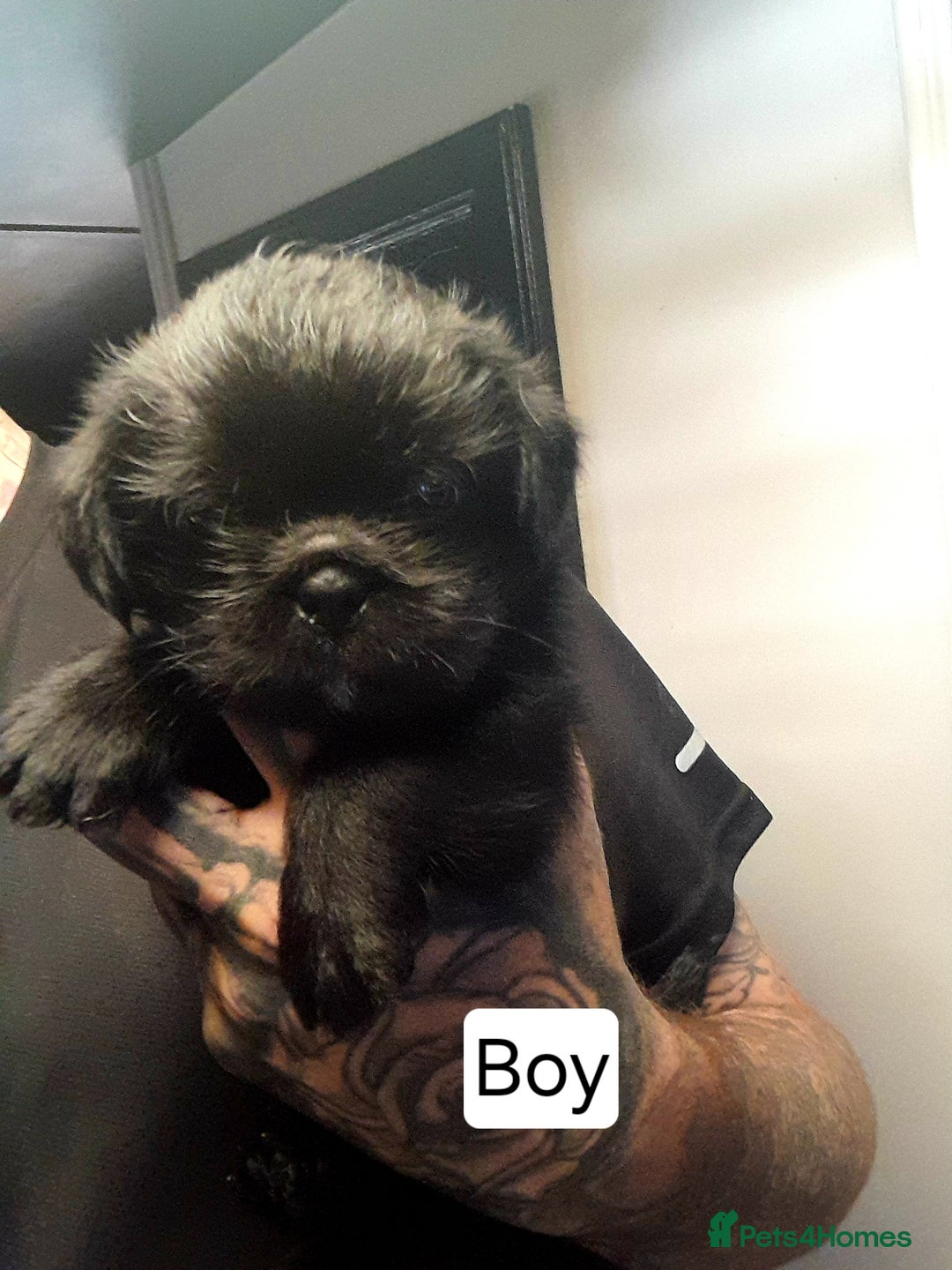 Mixed Breed dogs for sale: Pugzu puppies  - Image 3