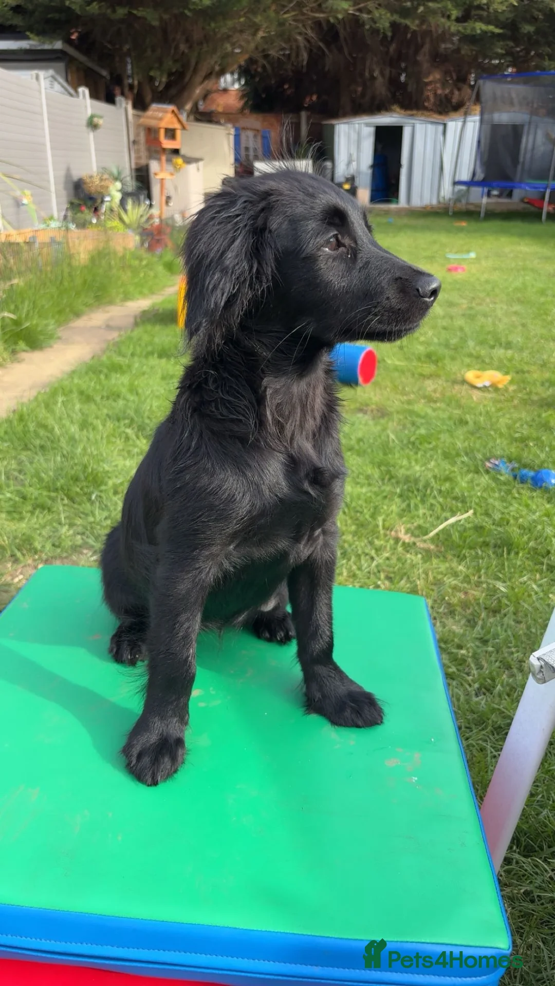 Mixed Breed dogs for sale: Cocker spaniel/pomerainan in Reading - Advert 1