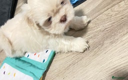 Mixed Breed dogs for sale: 2 adorable little imperial Shih tzus boys ❤️ - Image 9