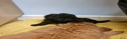 Poodle dogs for sale: Black poodle boy  - Advert 9