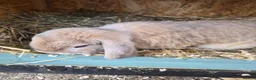 Dwarf Lop rabbits for sale: Dwarf lops - Advert 5