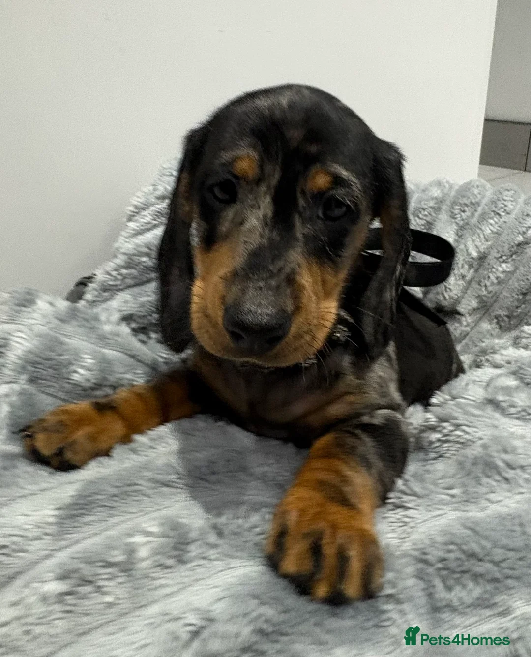Miniature Dachshund dogs for sale: 💙One Boy ❤️One Girl Remaining Black & Tan  - Advert 19