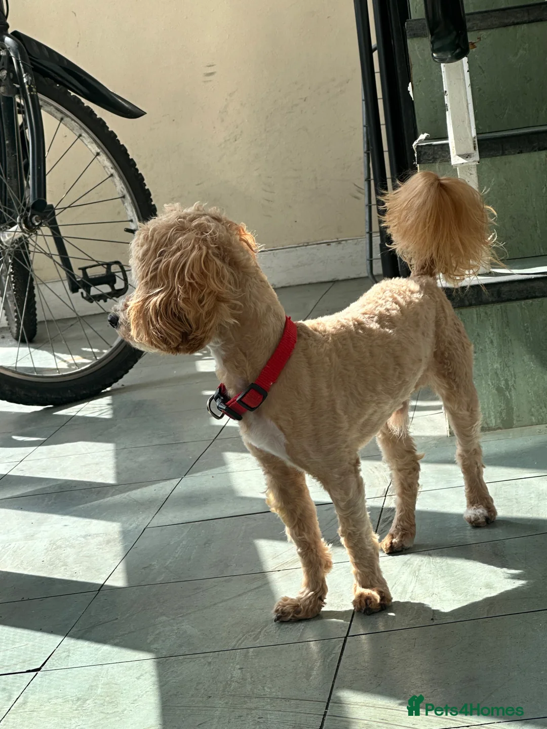 Maltipoo dogs for stud: Play full cute good looking maltipoo  - Advert 1