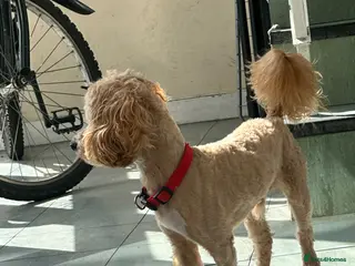 Maltipoo dogs Play full cute good looking maltipoo - Advert 10