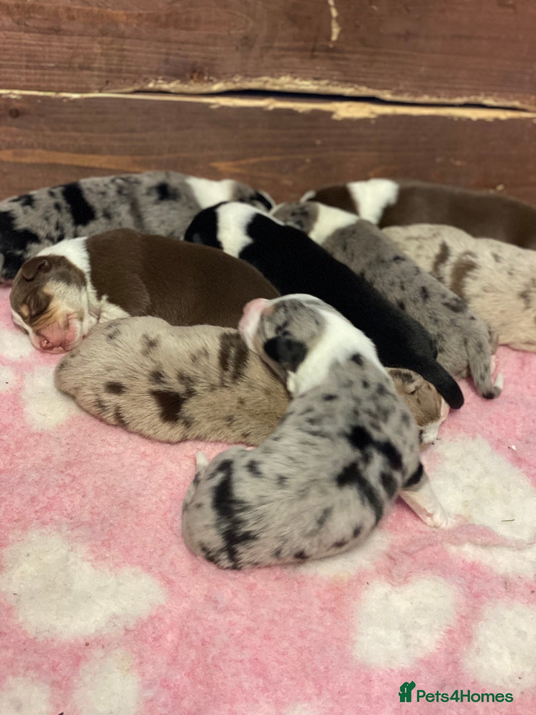 Border Collie dogs for sale: Pure border collie puppies - Advert 12