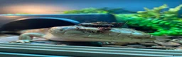 Skink reptiles for sale: Ernie the Blue tongued skink  - Advert 9