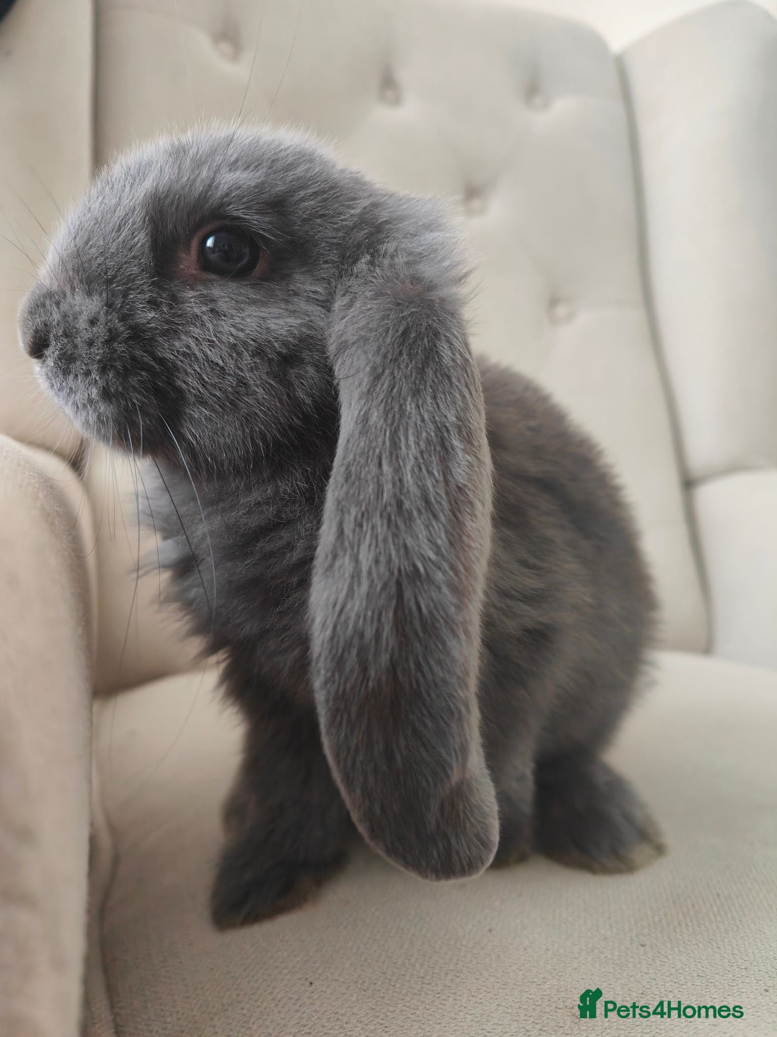 French Lop rabbits Giant french lops ( 4 LEFT ) - Advert 9