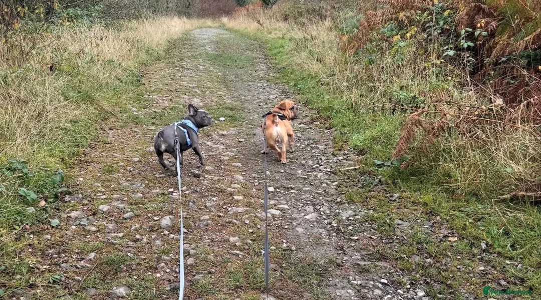 French Bulldog dogs for stud: Stud and bitch for sale  - Advert 1