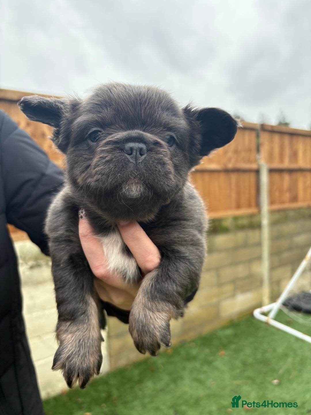 French Bulldog dogs for sale: French Bulldog Puppys - Advert 7
