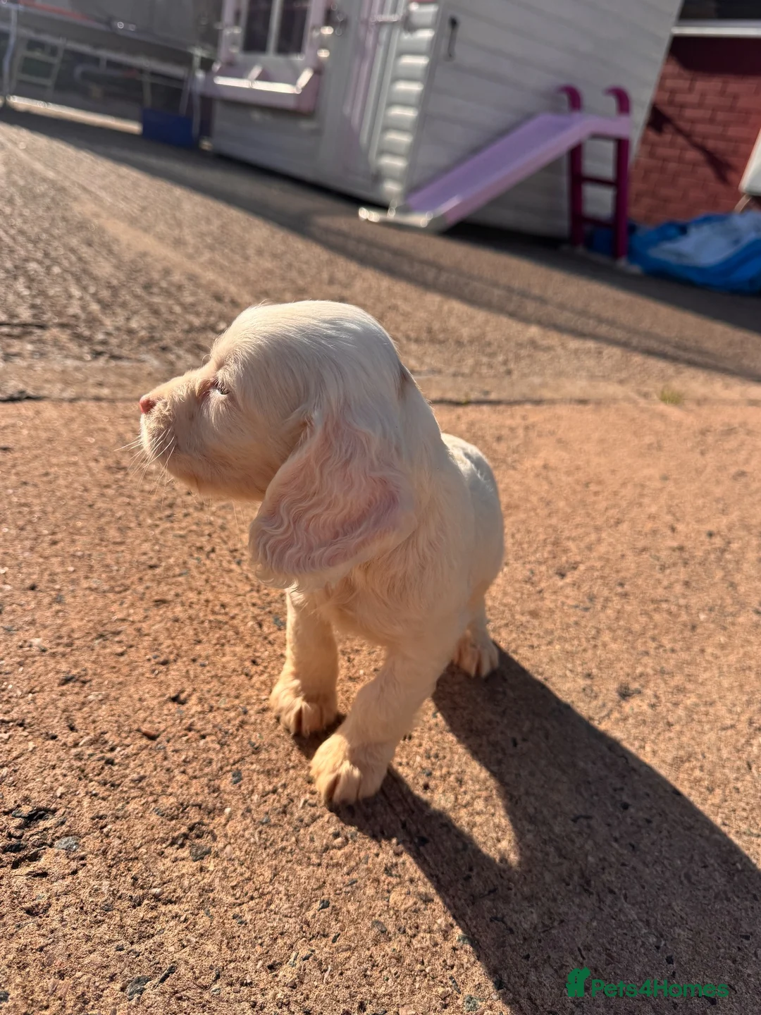 Cocker Spaniel dogs for sale: Cocker spaniel puppies - Advert 11