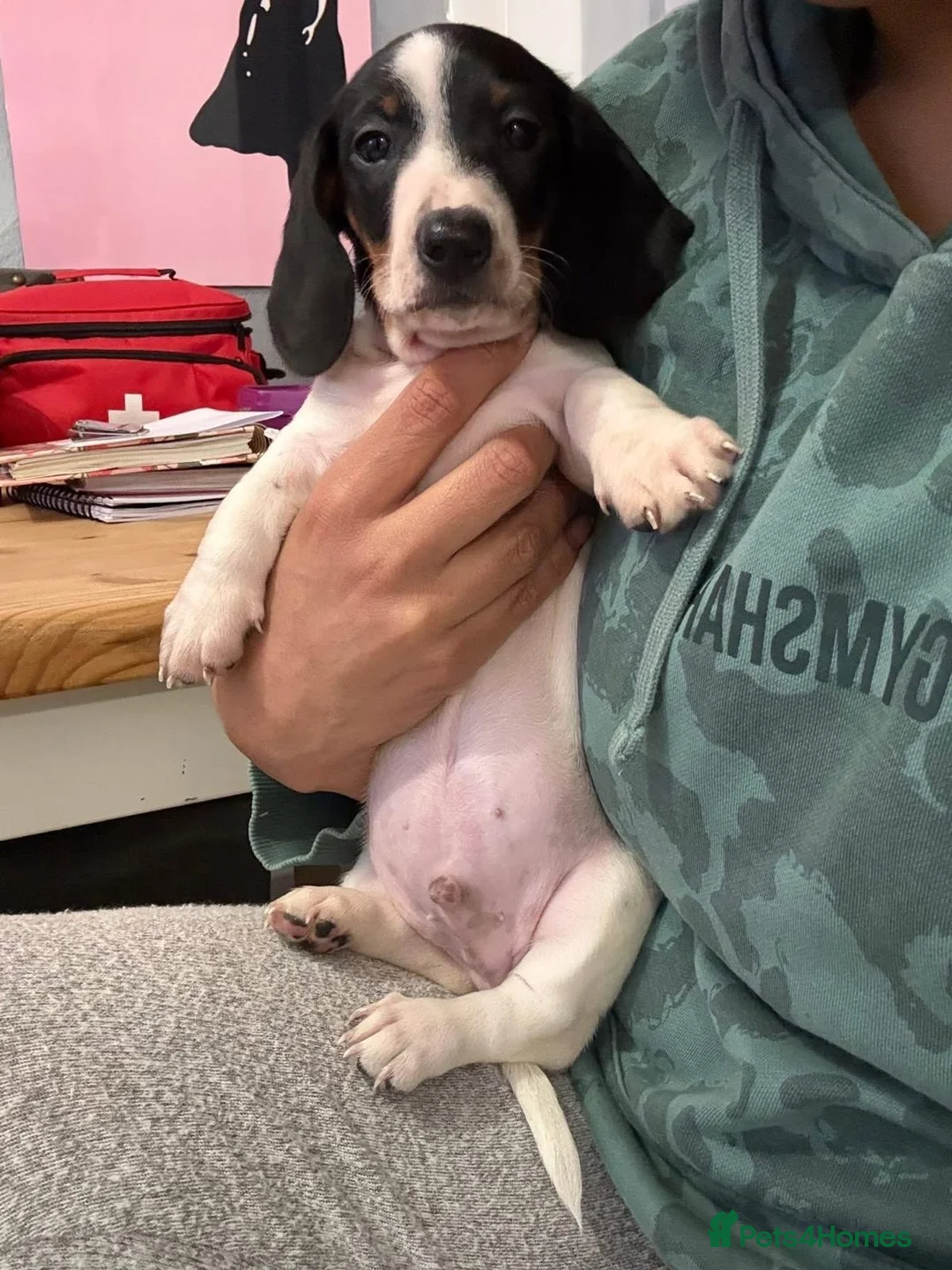 Miniature Dachshund dogs for sale: REDUCED Venus Rocket and Comet piebald dachshunds  - Advert 29