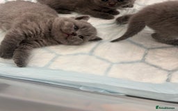 British Shorthair cats for sale: Beautiful Grey British Shorthair Kittens - Image 7