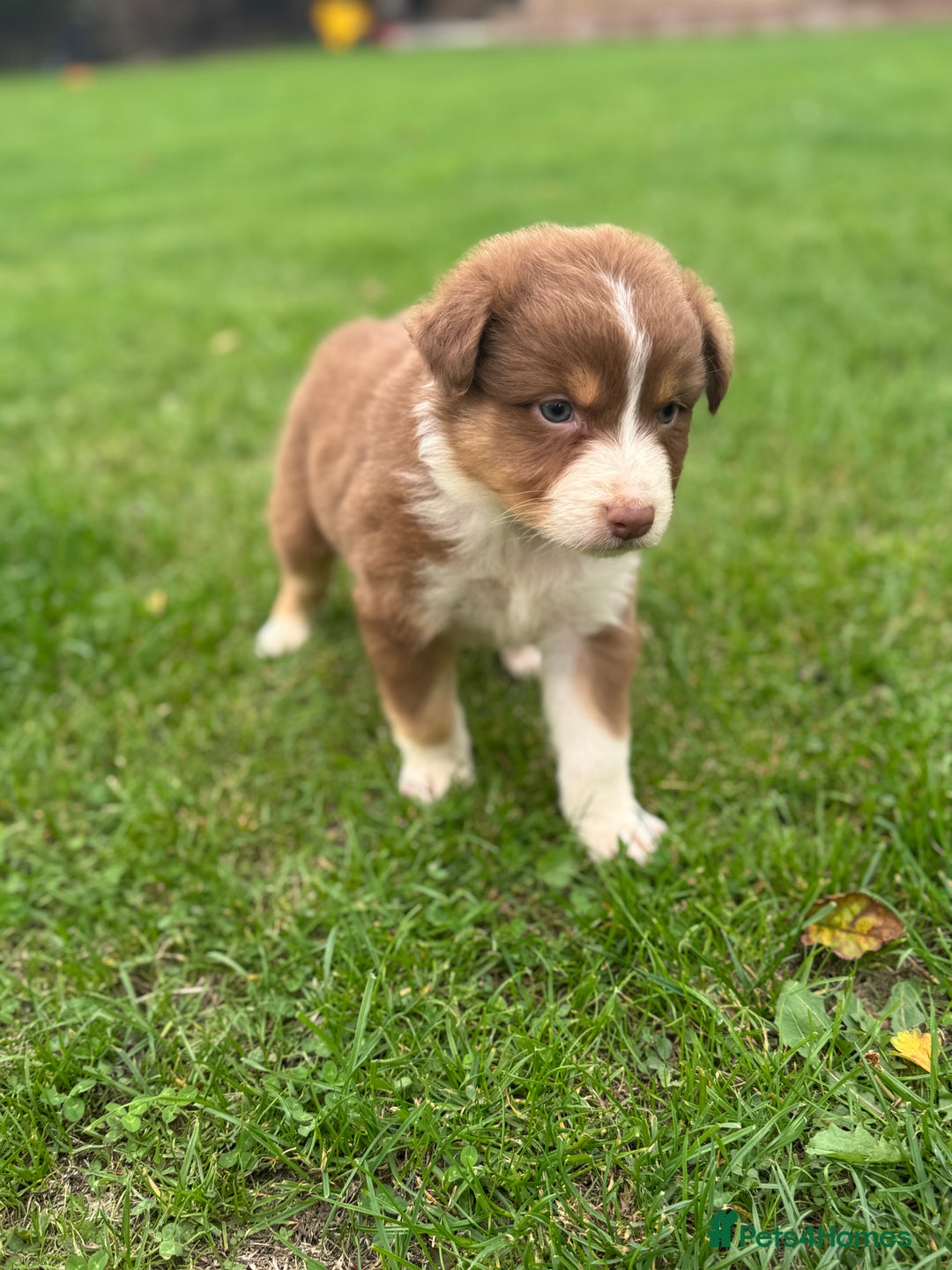 Australian Shepherd dogs for sale: 2 KC registered puppies remaining! Price drop  - Image 16