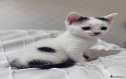 Mixed Breed cats for sale: 3 beautiful kittens looking for new home - Image 6